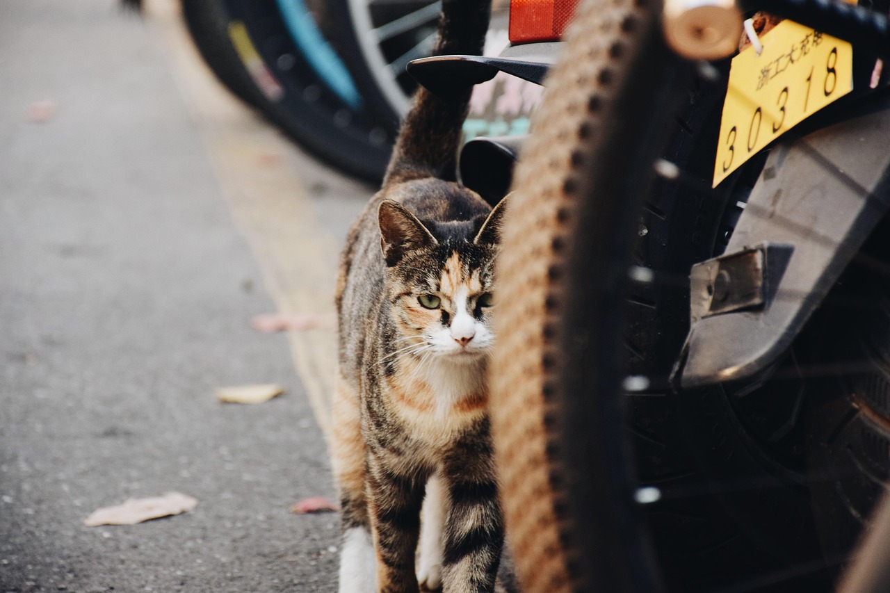 警方揭秘，校园惊现猫尸事件的处理与应对